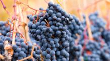 images/categorieimages/Shiraz grape.jpg